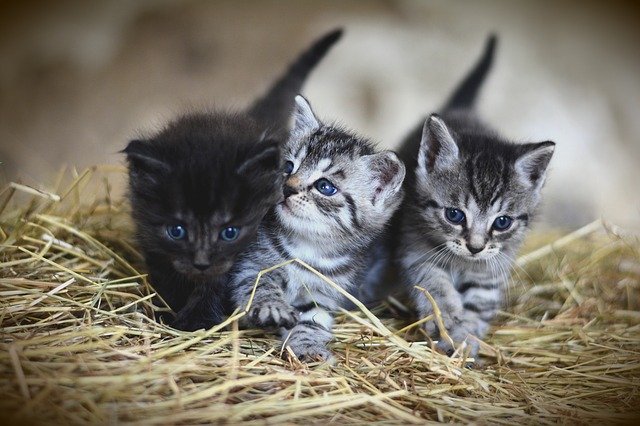 Tři koťátka